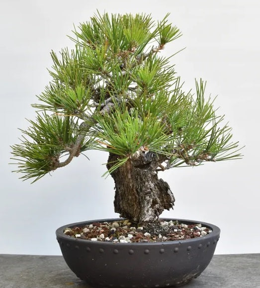 Japanese Black Pine Aocha Nishiki (Pinus thunbergii)