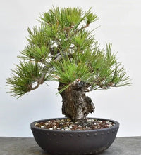 Japanese Black Pine Aocha Nishiki (Pinus thunbergii) - Ladybird Nursery