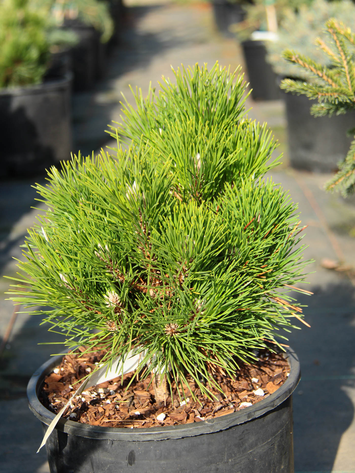 Japanese Black Pine Aurea (Pinus thunbergii)