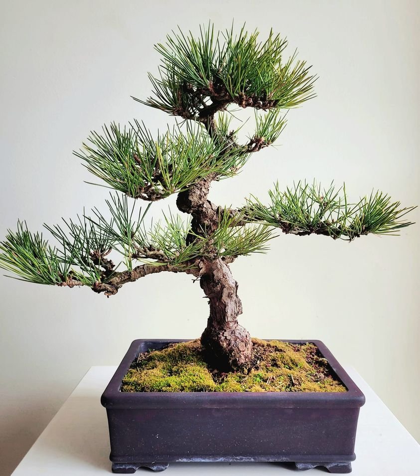 Japanese Black Pine Bonsai Starter (Pinus thunbergii)