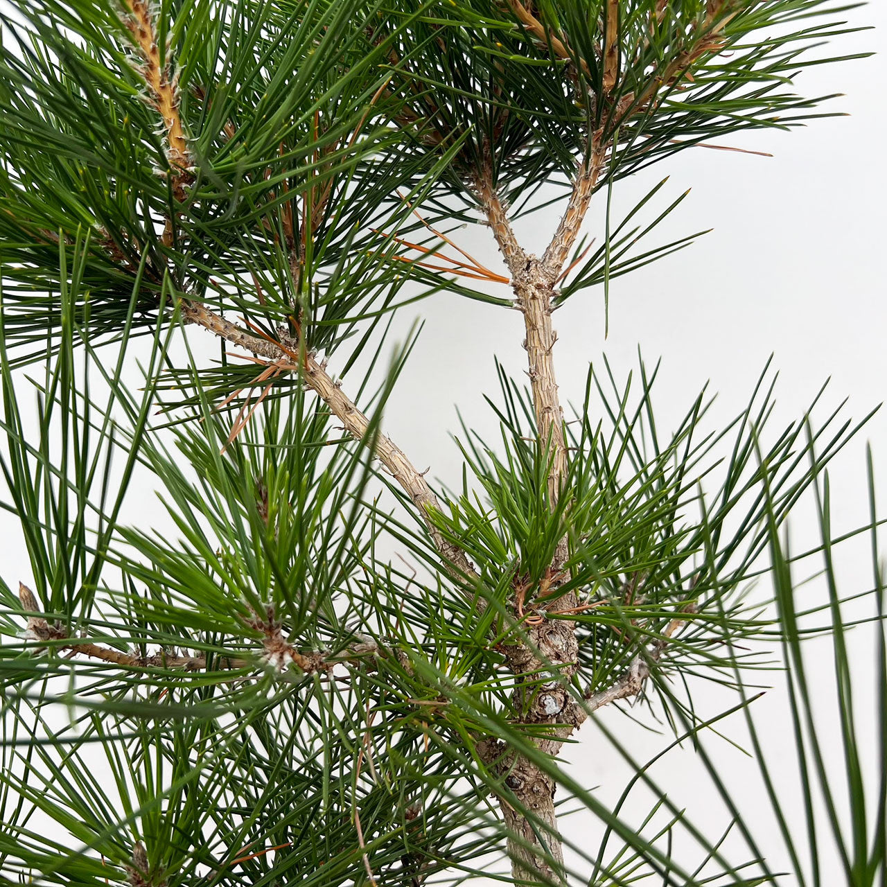 Japanese Black Pine ‘Coolwyn Bonsai’ (Pinus thunbergii)