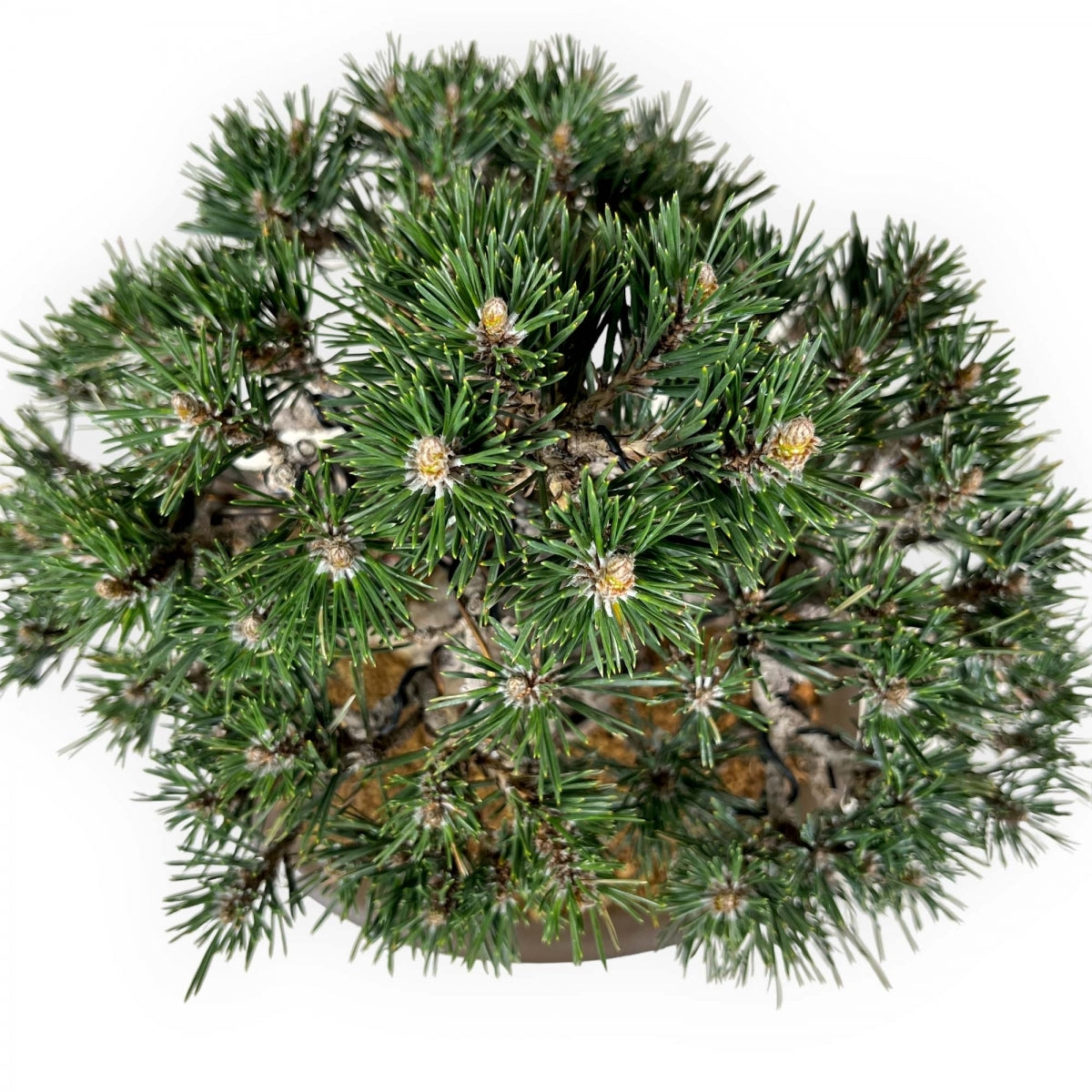 Japanese Black Pine Coolwyn Christmas Tree (Pinus thunbergii)