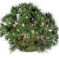 Japanese Black Pine ‘Christmas Tree’ (Pinus thunbergii) - Ladybird Nursery