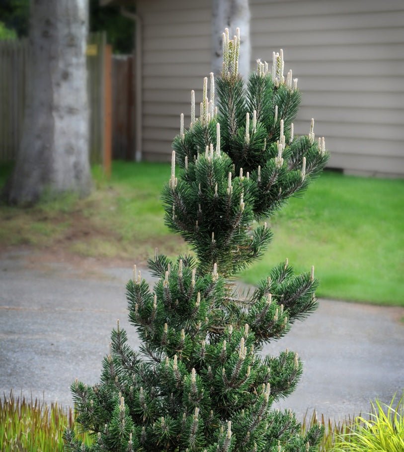 Japanese Black Pine ‘Kotobuki’ (Pinus thunbergii) - Ladybird Nursery