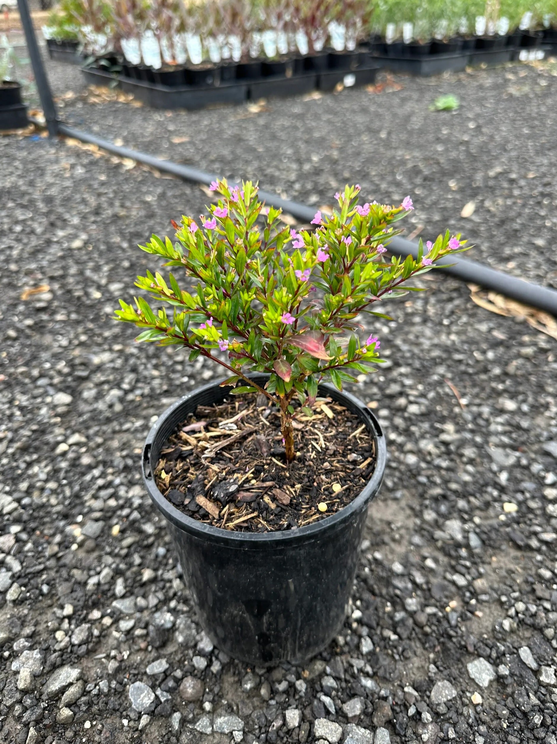 False Heather (Cuphea hyssopifolia)