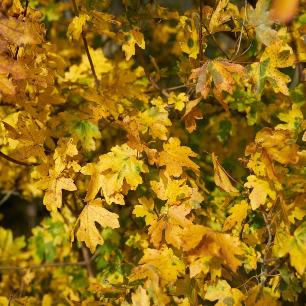 Field Maple aureum Golden (Acer campestre)