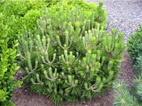 Japanese Black Pine Emerys Dwarf (Pinus thunbergii)