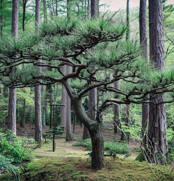 Kyotto Nishiki 'Japanese Black Pine' (Pinus thunbergii)