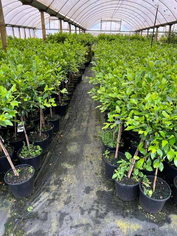 Fig Flash 2ft Standards (Ficus microcarpa) - Ladybird Nursery