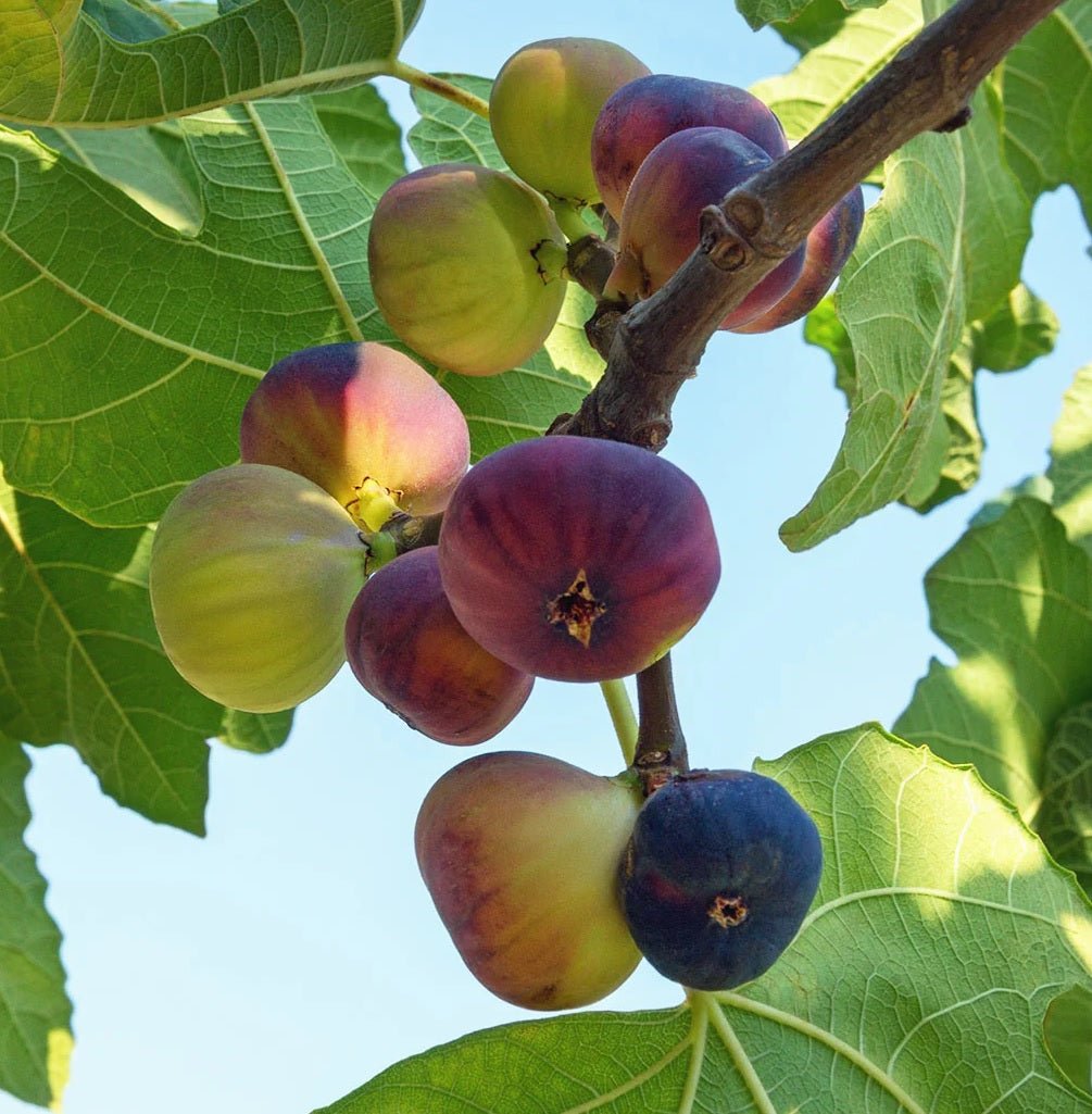 Fig Violette De Bordeaux - Ladybird Nursery