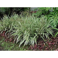 Flax Lily Variegated Form (Dianella spp.) - Ladybird Nursery