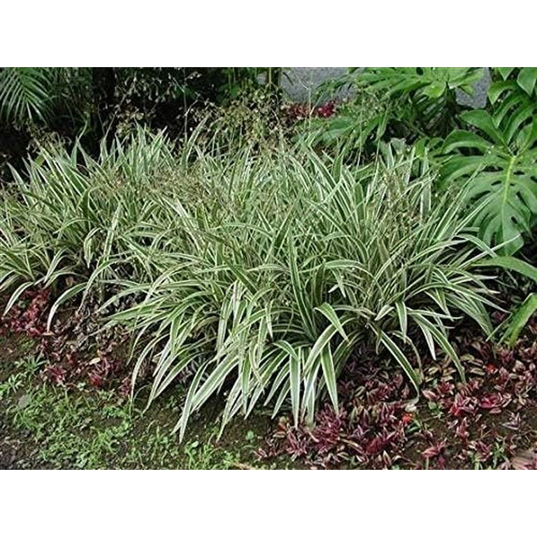 Flax Lily Variegated Form (Dianella spp.) - Ladybird Nursery
