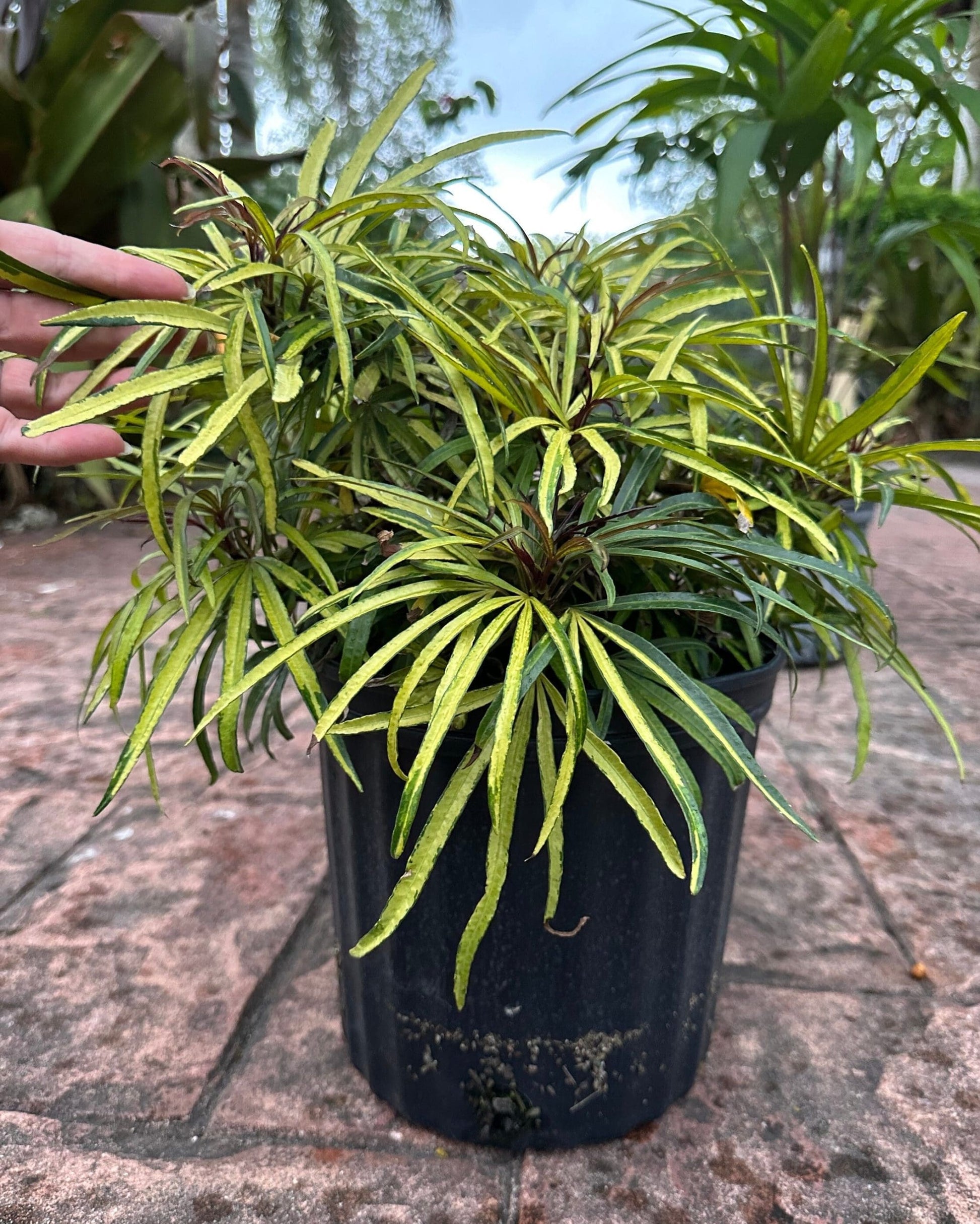 Fingers Tree Gold (Osmoxylon lineare)