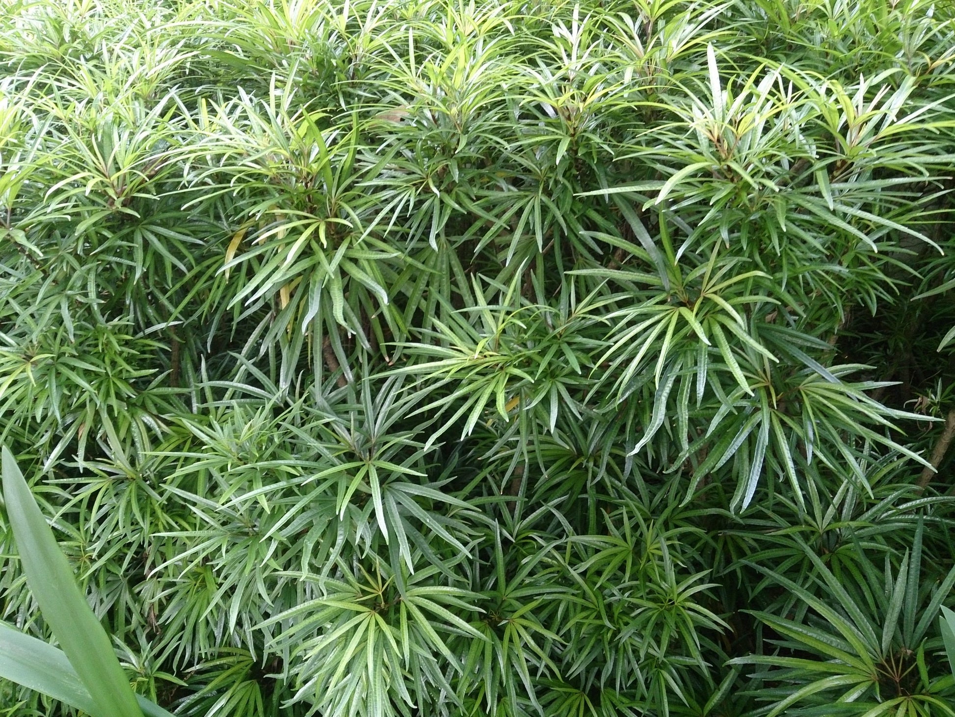 Fingers Tree Green Form (Osmoxylon lineare)