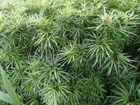Fingers Tree Green Form (Osmoxylon lineare) - Ladybird Nursery