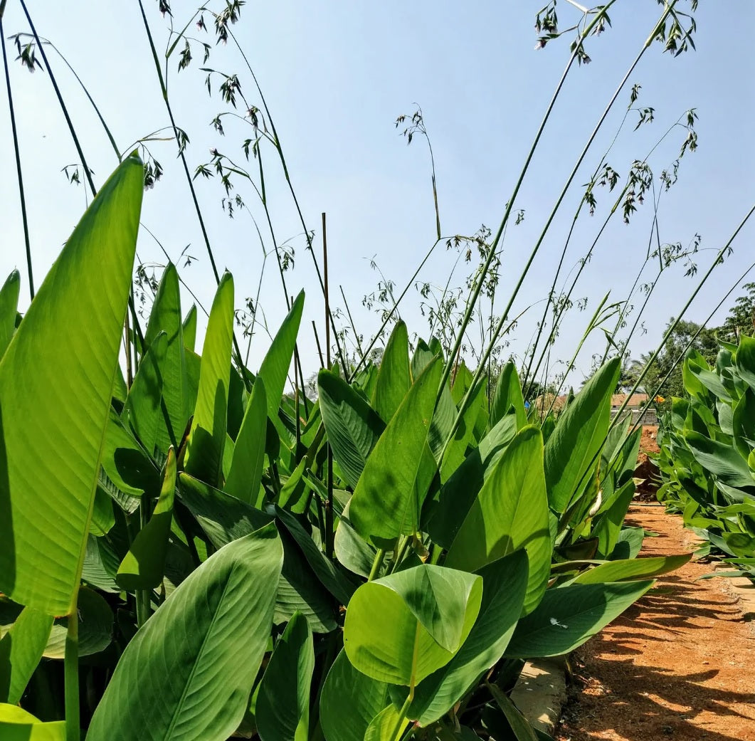 Fire Flag (Thalia geniculata)
