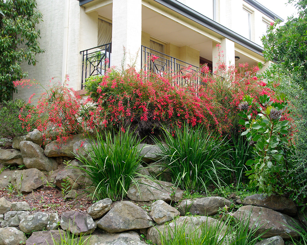 Firecracker Plant Cream (Russelia equisetiformis)