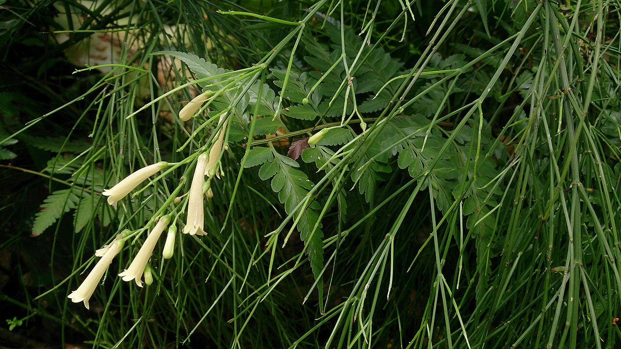 Firecracker Plant Lemon Falls (Russelia equisetiformis)