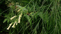 Firecracker Plant Lemon Falls (Russelia equisetiformis) - Ladybird Nursery