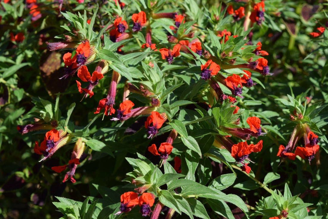 Firecracker Plant purpurea (Cuphea x) - Ladybird Nursery
