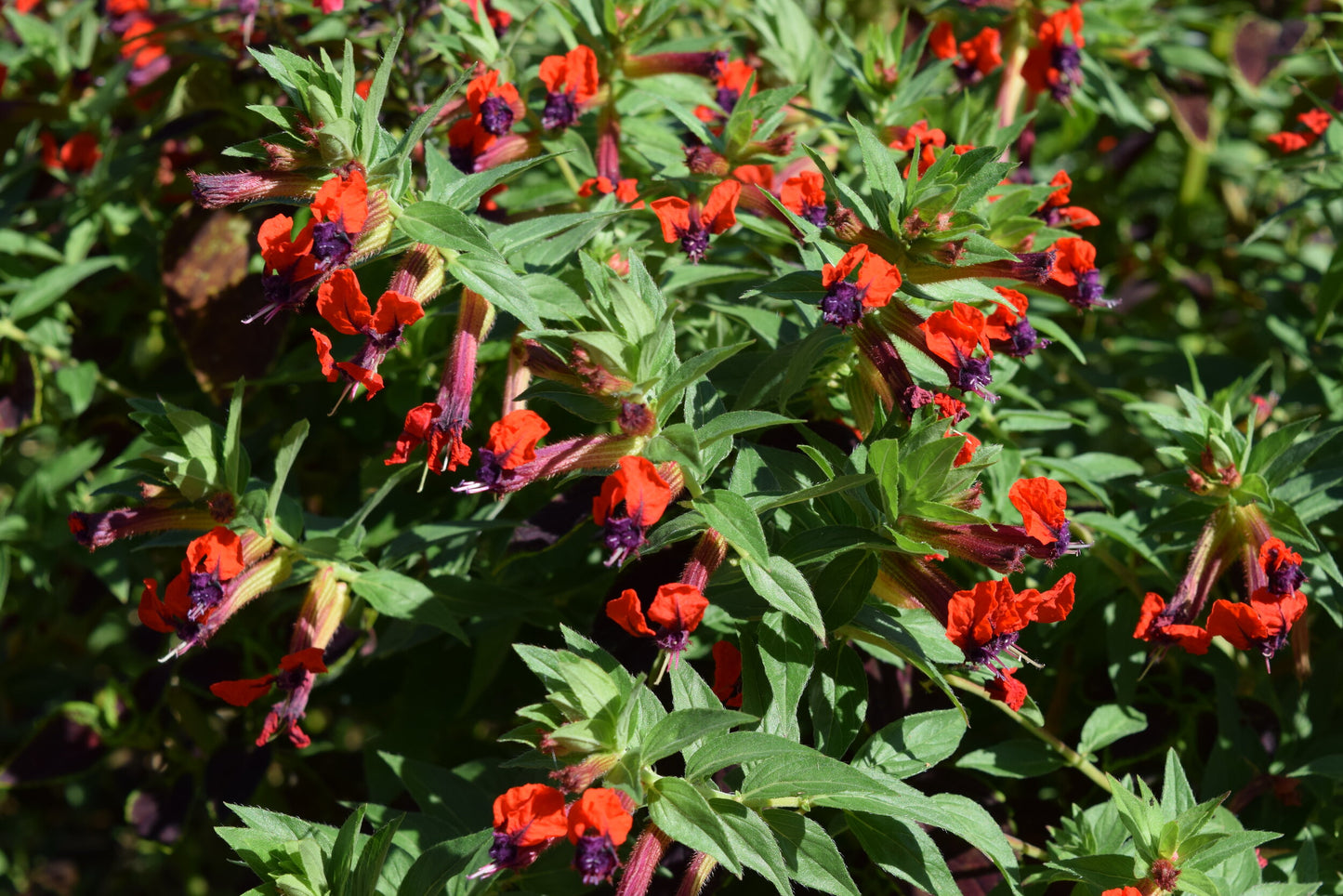 Firecracker Plant purpurea (Cuphea x)