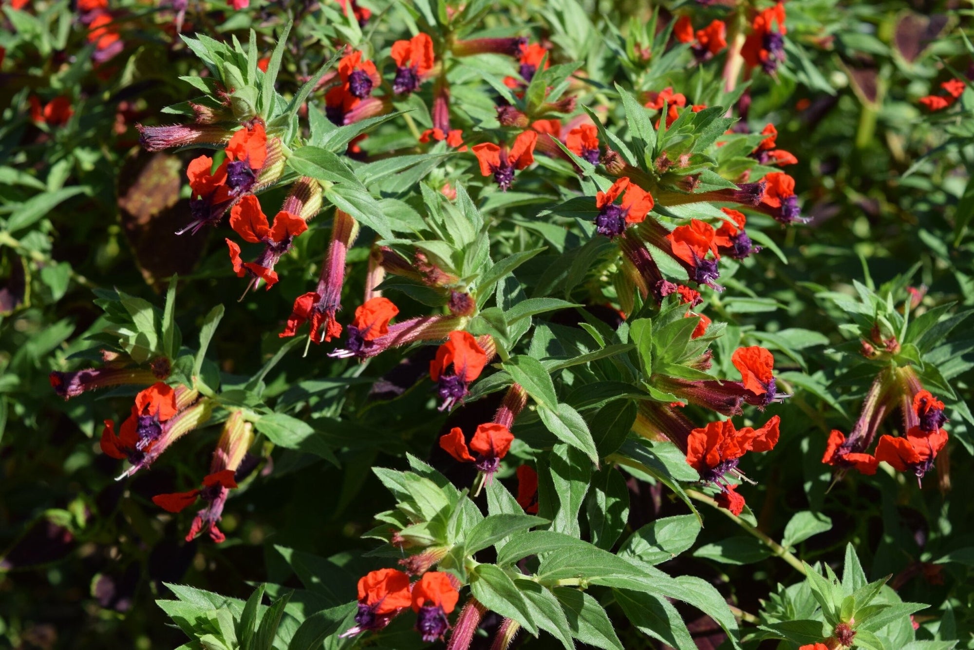 Firecracker Plant purpurea (Cuphea x) - Ladybird Nursery