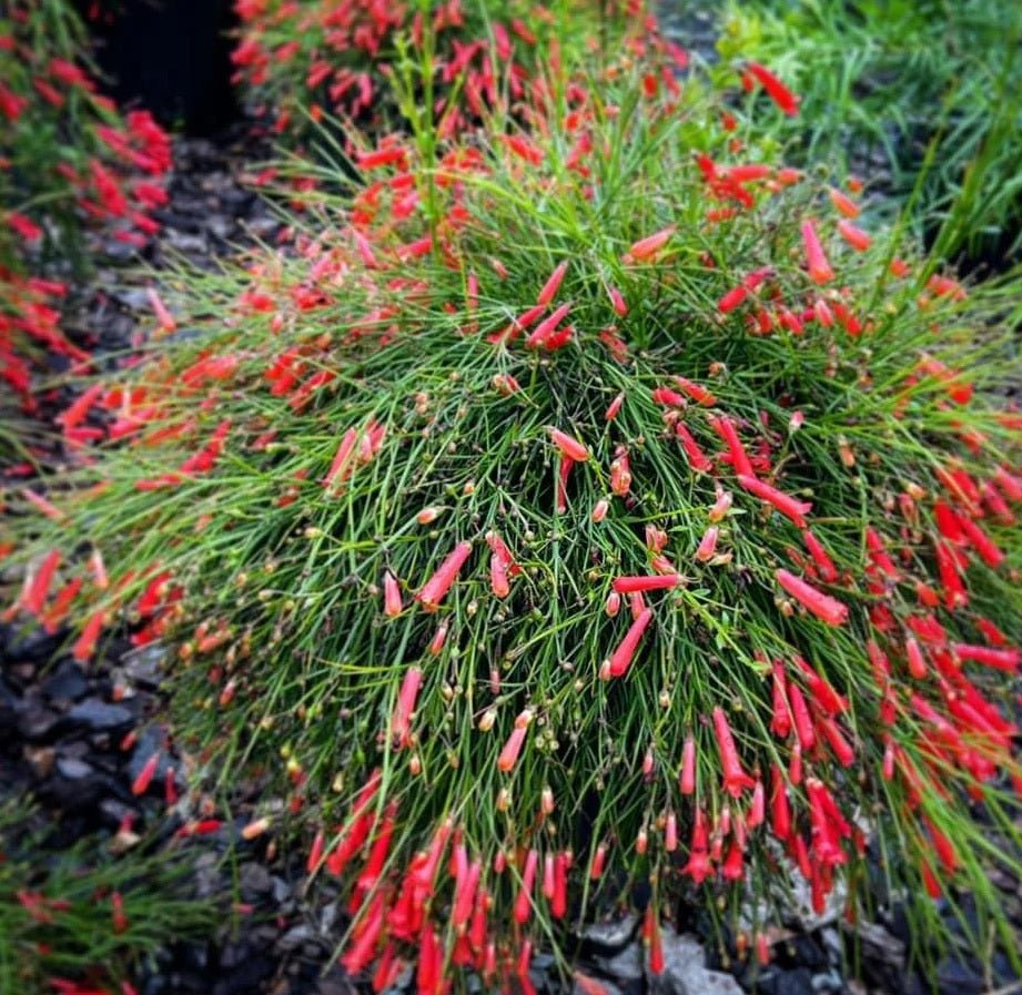 Firecracker Plant Red (Russelia equisetiformis) - Ladybird Nursery