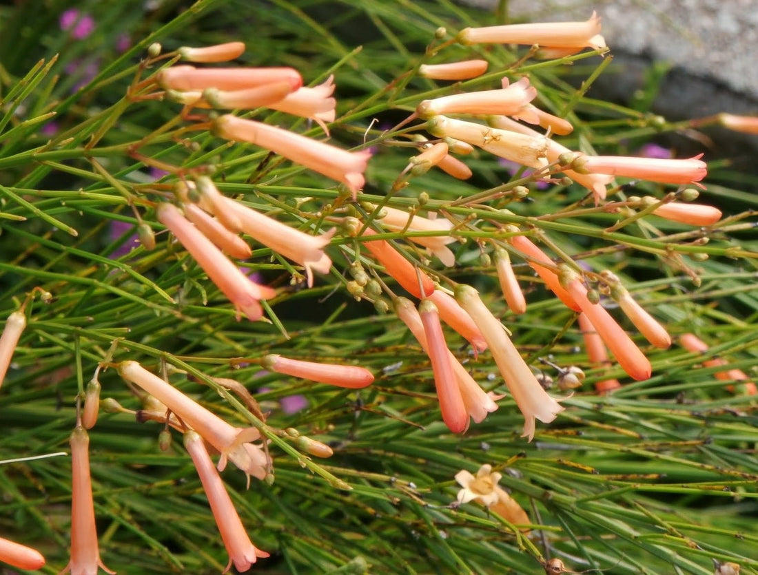 Firecracker Plant Tangerine Falls (Russelia equisetiformis) - Ladybird Nursery