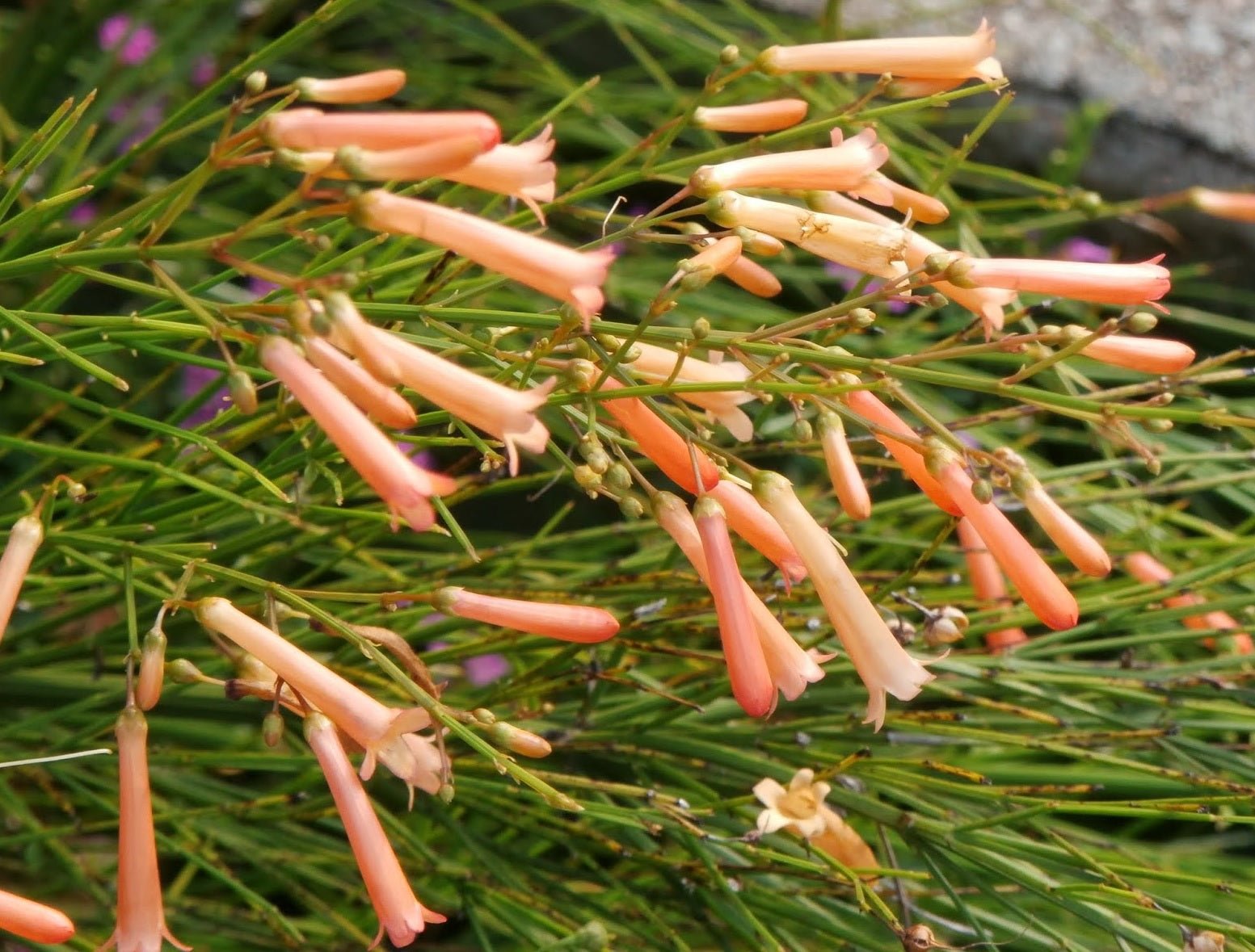 Firecracker Plant Tangerine Falls (Russelia equisetiformis) - Ladybird Nursery