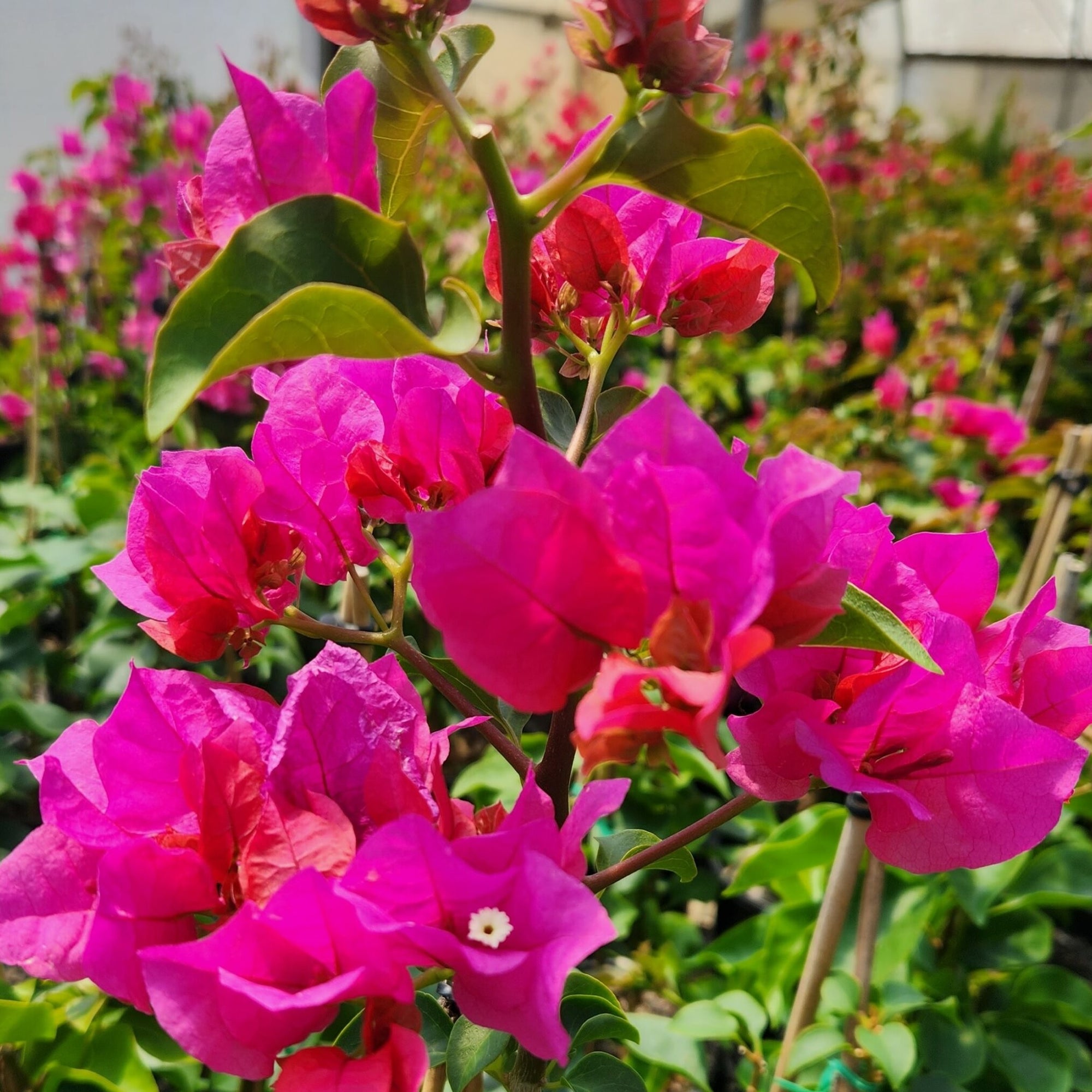 Firefly Bougainvillea (Bougainvillea Bambino™) - Ladybird Nursery