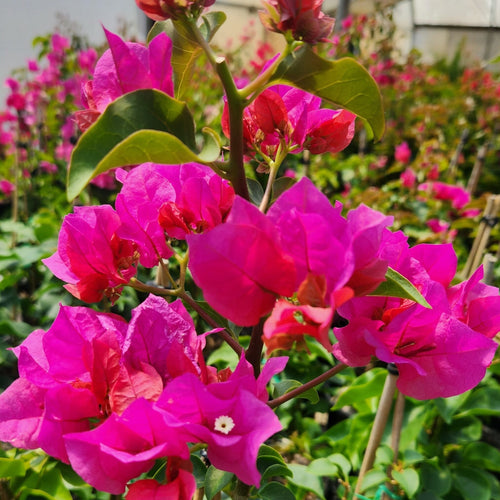 Firefly Bougainvillea (Bougainvillea Bambino™) - Ladybird Nursery