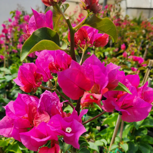 Firefly Bougainvillea (Bougainvillea Bambino™) - Medium