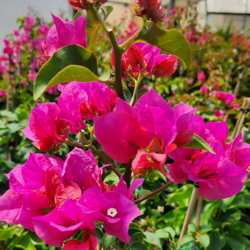 Firefly Bougainvillea (Bougainvillea Bambino™) - Medium