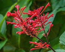 Firespike Multi planted (Odontonema strictum) - Ladybird Nursery