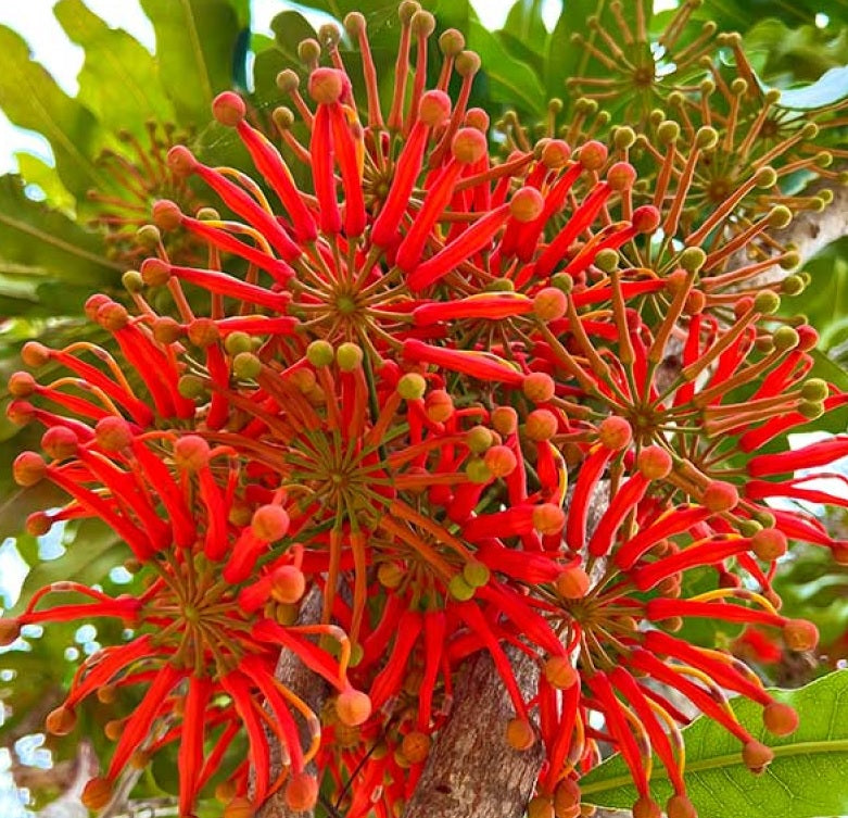 Firewheel Tree (Stenocarpus sinuatus)