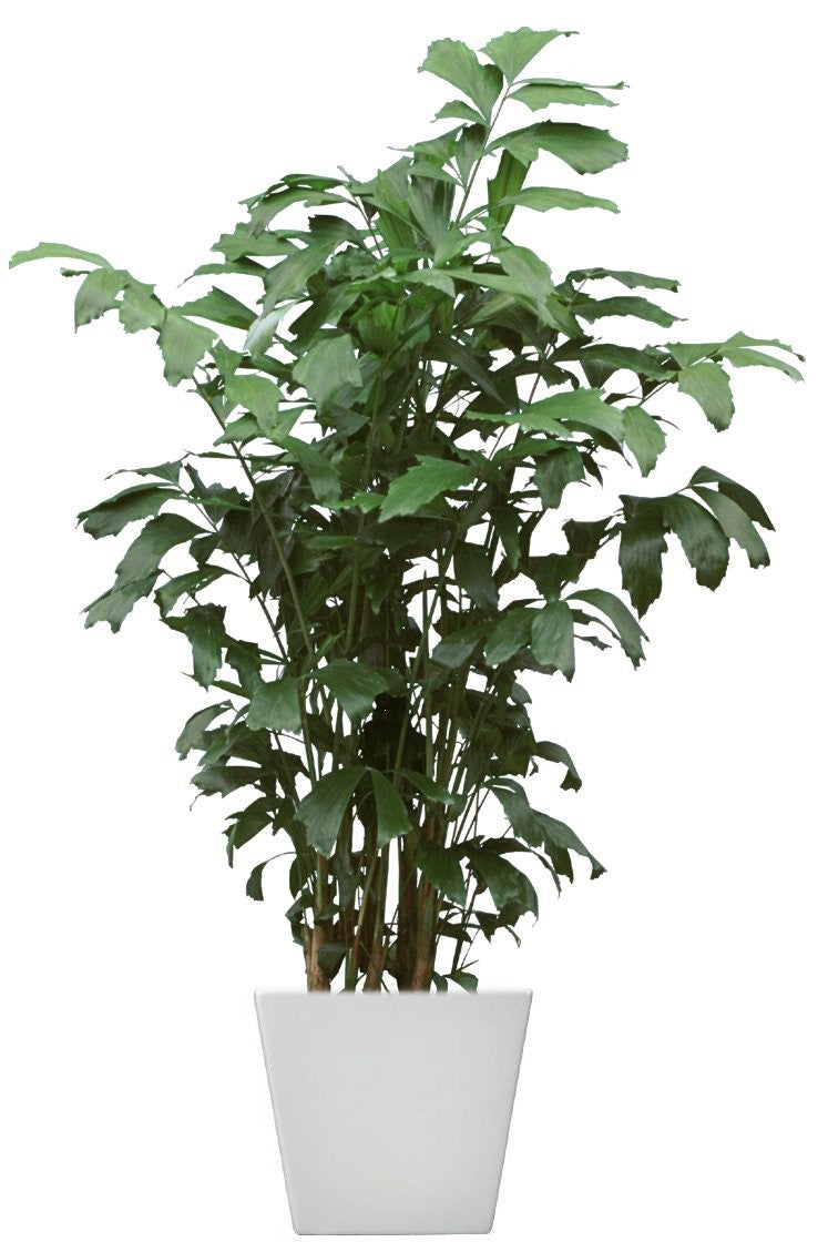 Fishtail Palm (Caryota mitis)