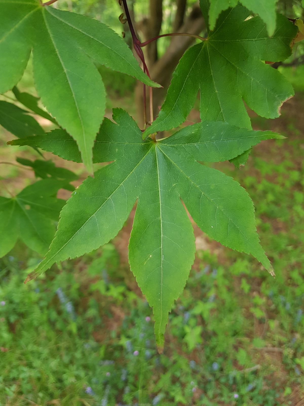 Five-lobed Maple Five Lobe (Acer pentaphyllum)