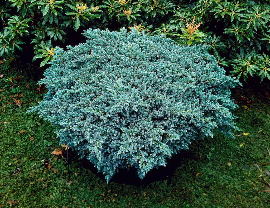 Flaky Juniper prostrata (Juniperus squamata)