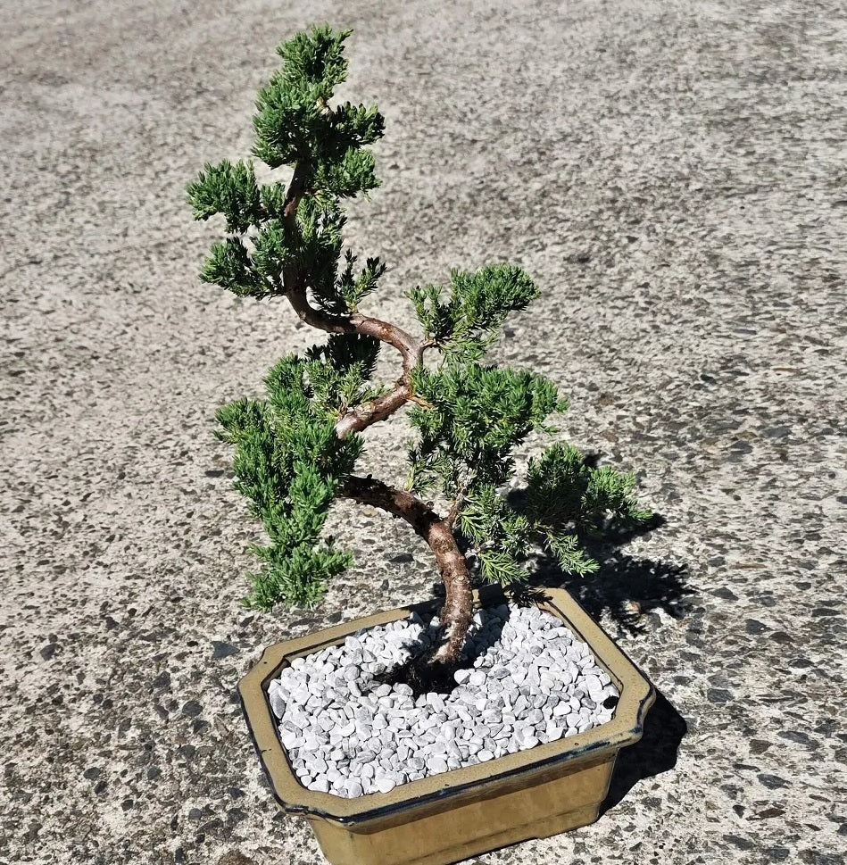 Flaky Juniper prostrata Bonsai starter (Juniperus squamata)