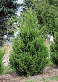 Flaky Juniper Prostrata SYN Pingii (Juniperus squamata) - Ladybird Nursery