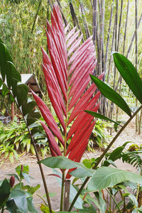 Flame Thrower Palm (Chambeyronia macrocarpa) - Ladybird Nursery