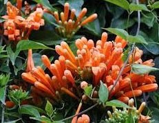 Flame Vine (Pyrostegia venusta) - Ladybird Nursery