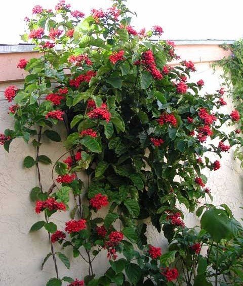 Flaming Glorybower Tripods (Clerodendrum splendens) - Ladybird Nursery