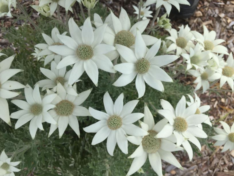 Flannel Flower (Actinotus helianthi) - Ladybird Nursery