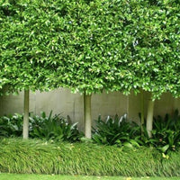 Flash Fig (Ficus microcarpa) - Ladybird Nursery