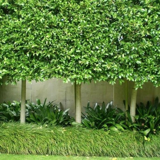 Flash Fig (Ficus microcarpa) - Ladybird Nursery
