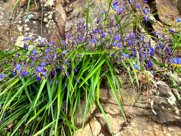 Flax Lily (Dianella brevipedunculata)