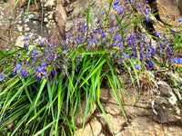 Flax Lily (Dianella brevipedunculata) - Ladybird Nursery
