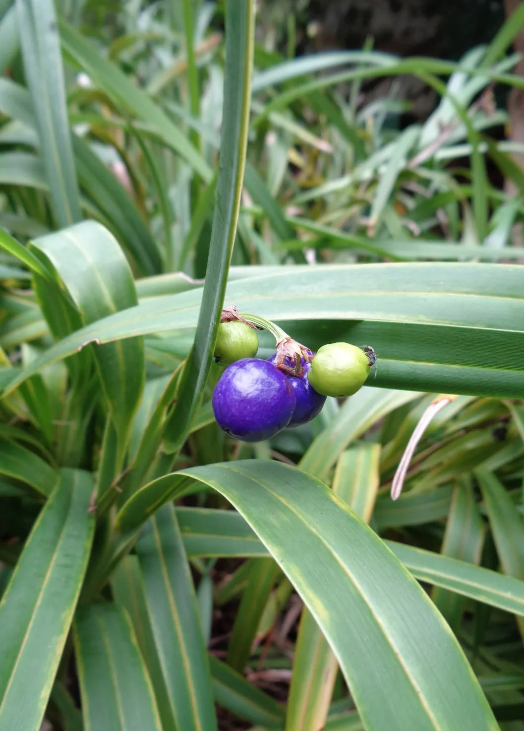 Flax Lily (Dianella congesta)