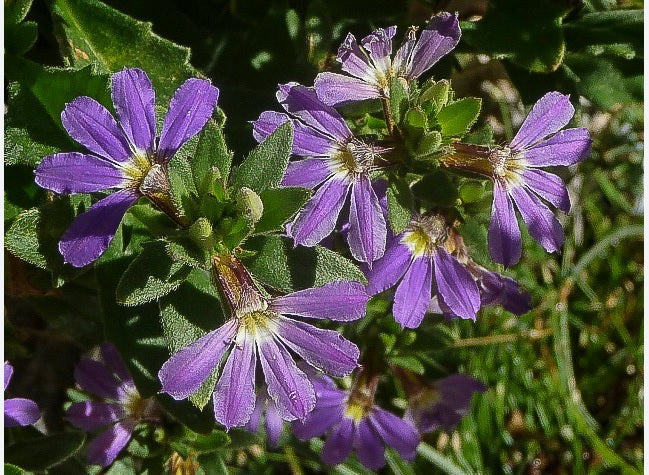 Fan Flower Aussie Salute Blue (Scaevola aemula)